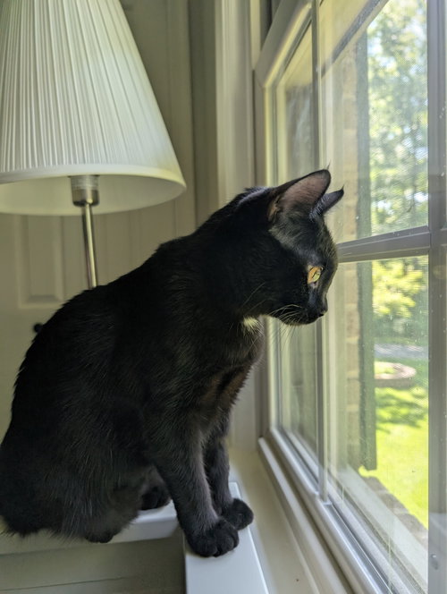 Rumi, an adoptable Domestic Short Hair in Herndon, VA