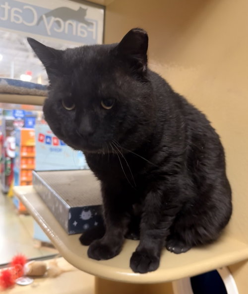 Thomas, Adult Domestic Short Hair (short coat), cat for adoption in Herndon, Virginia