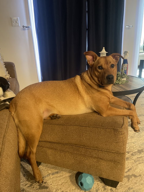 Bear, an adoptable Labrador Retriever in Herndon, VA