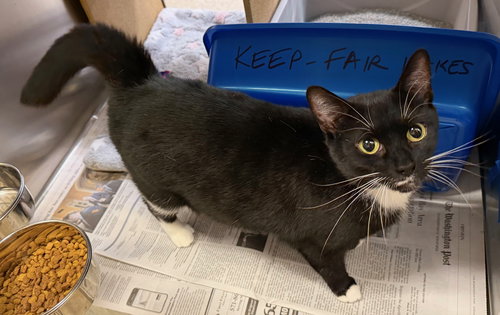 Luna, an adoptable Domestic Short Hair in Herndon, VA