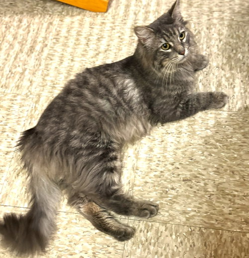 Thunder, Young Maine Coon / Mixed (medium coat), cat for adoption in Herndon, Virginia