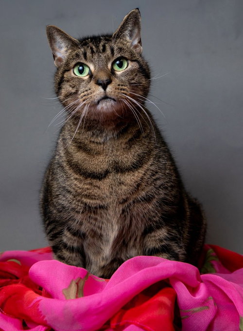 Cheetah - FOSTER NEEDED, Adult Domestic Short Hair (short coat), cat for adoption in Herndon, Virginia