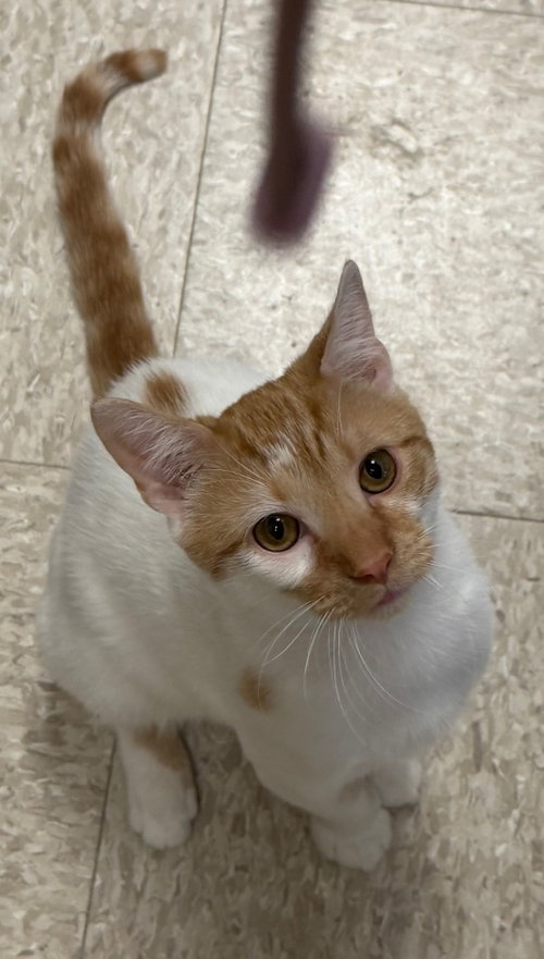 Butters, Young Domestic Short Hair (short coat), cat for adoption in Herndon, Virginia
