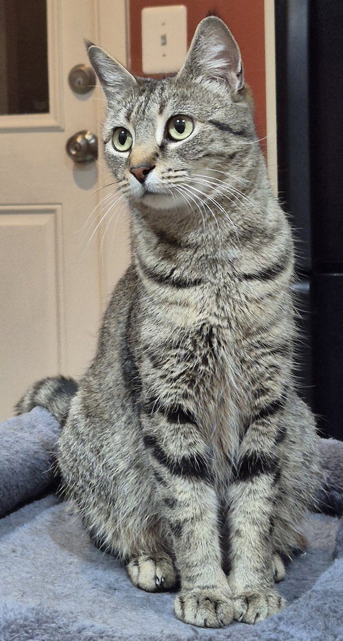 Gabby, an adoptable Domestic Short Hair in Herndon, VA