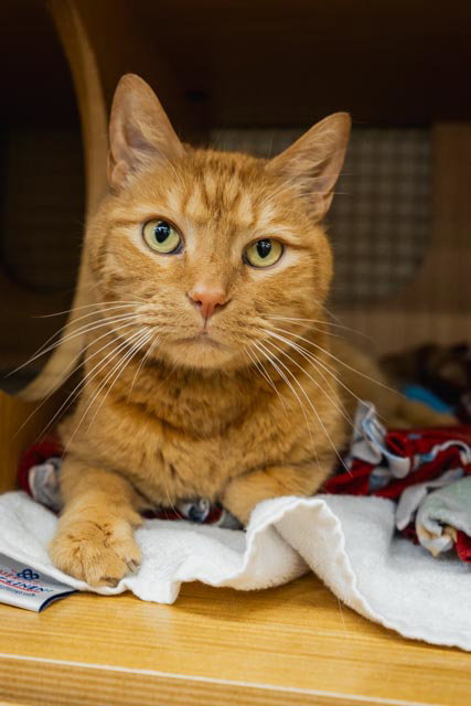 Oscar, Adult Domestic Short Hair (short coat), cat for adoption in Herndon, Virginia