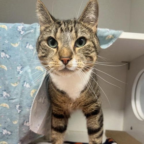 Russo, an adoptable Domestic Short Hair in Herndon, VA
