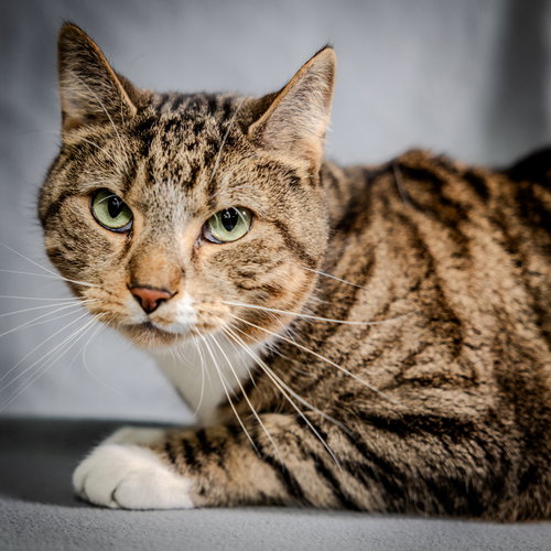 Russo, Adult Domestic Short Hair (short coat), cat for adoption in Herndon, Virginia