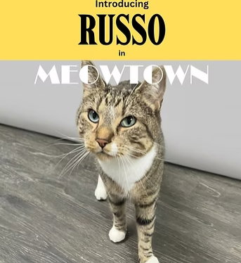 Russo, an adoptable Domestic Short Hair in Herndon, VA