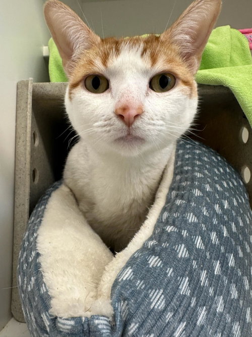 Coco Springfield, an adoptable Domestic Short Hair in Herndon, VA