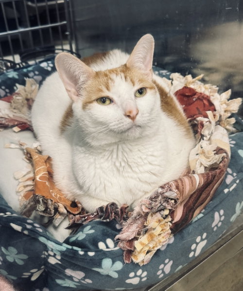 Coco Springfield, Adult Domestic Short Hair (short coat), cat for adoption in Herndon, Virginia