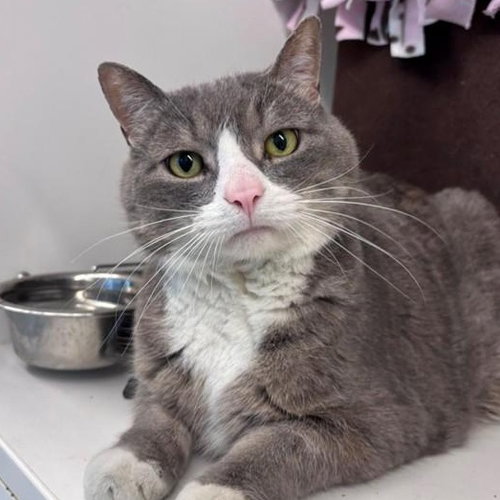 Barley, Adult Domestic Short Hair (short coat), cat for adoption in Herndon, Virginia