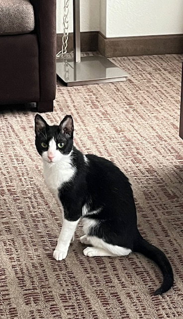 Feta, an adoptable Egyptian Mau in Herndon, VA