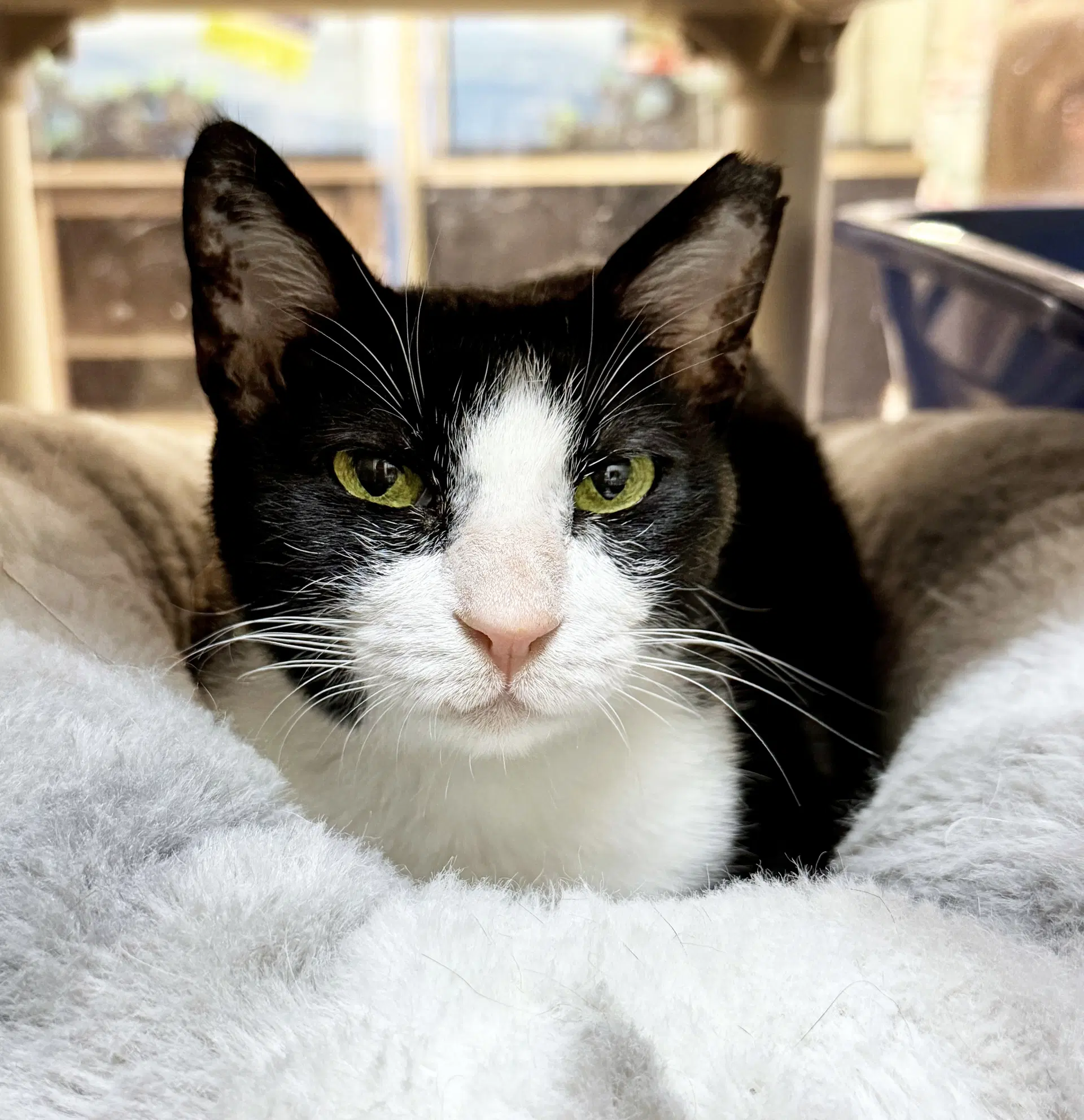 Feta - Fee Sponsored - Arabian Mau