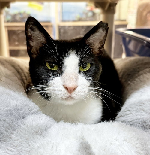 Feta - FEE SPONSORED!, an Egyptian Mau (short coat) cat for adoption in Herndon, VA, photo 1 of 4