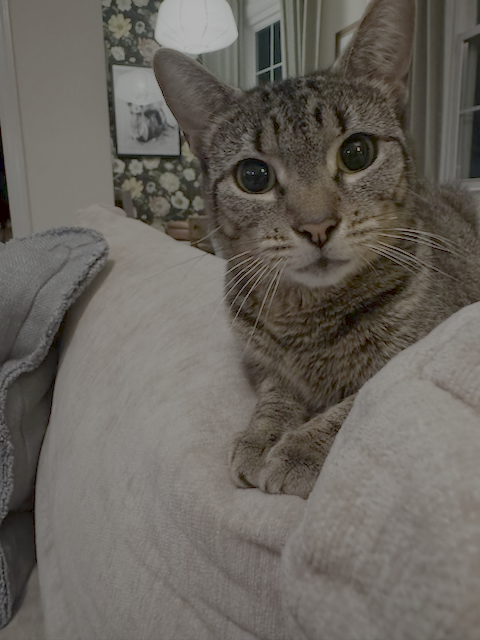 Mamma Mia - FOSTER ME!, photo 3