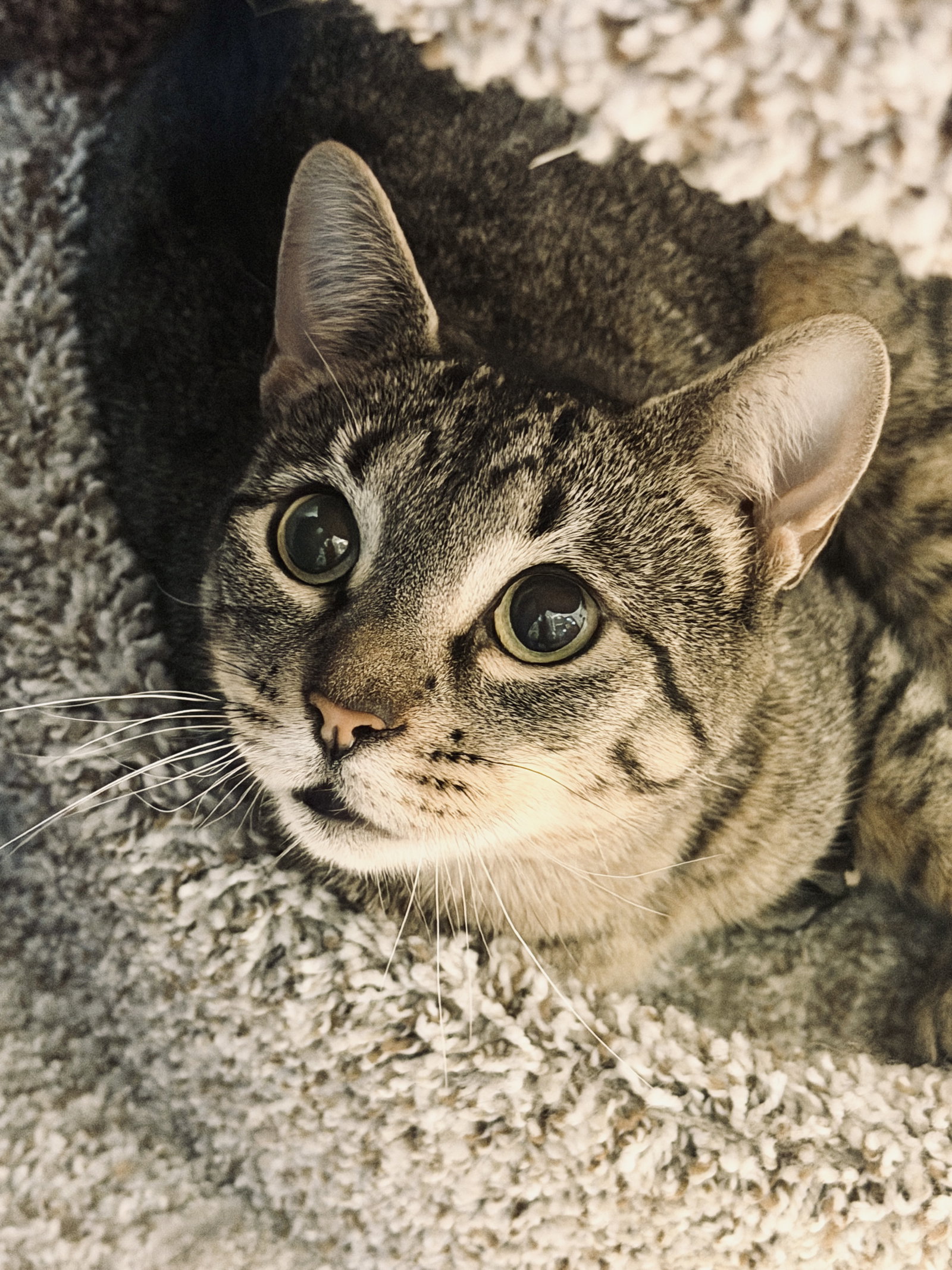 Mamma Mia - FOSTER ME!, cat
