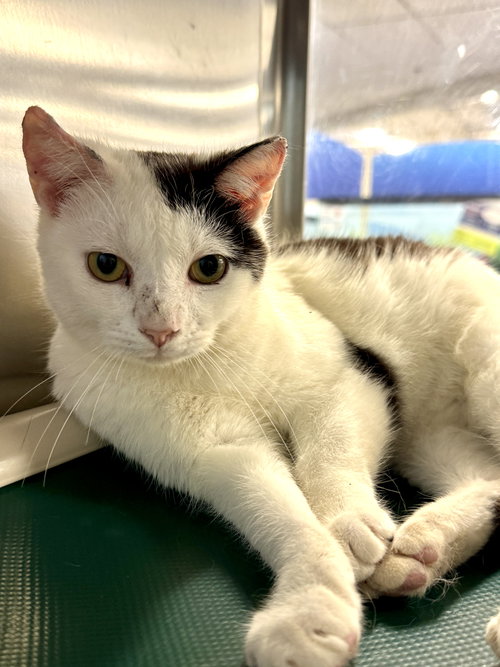 Ailouros, an adoptable Domestic Short Hair in Herndon, VA