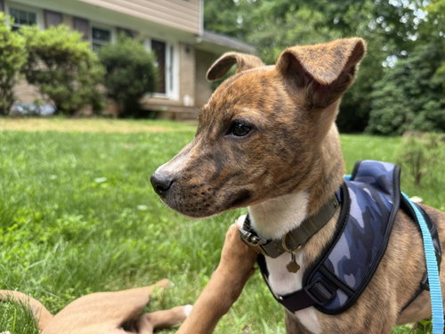 Vadar, an adoptable Labrador Retriever in Herndon, VA