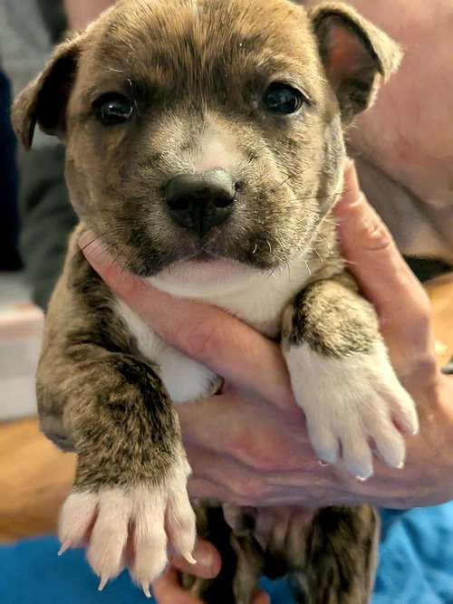 Bandit, an adoptable Boxer in Herndon, VA
