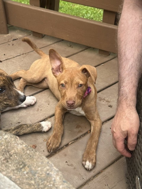 Chili, an adoptable Boxer in Herndon, VA