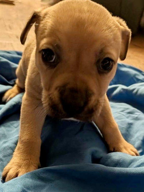 Rainbow, an adoptable Boxer in Herndon, VA