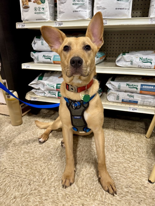 Rainbow, a Boxer / Mixed dog for adoption in Herndon, VA, photo 1 of 5
