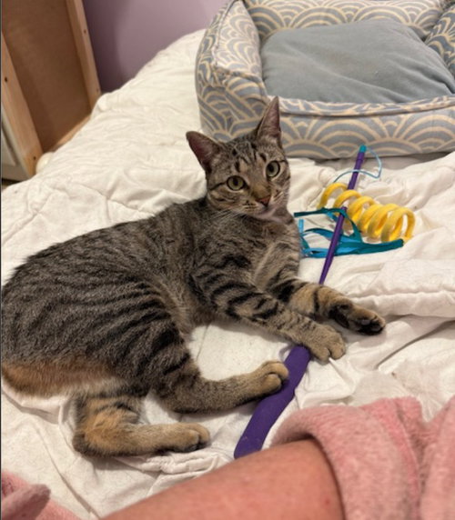 Meetsy, Young Domestic Short Hair (short coat), cat for adoption in Herndon, Virginia