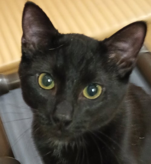 Jethro, Baby Domestic Short Hair (short coat), cat for adoption in Herndon, Virginia