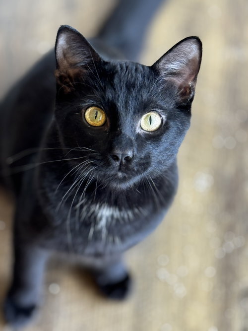 Jethro