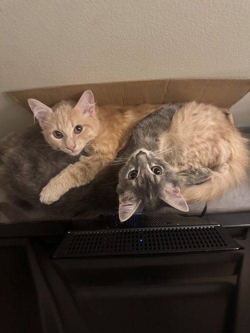 Sunny & Stormy (BONDED PAIR), Young Domestic Short Hair (short coat), cat for adoption in Herndon, Virginia