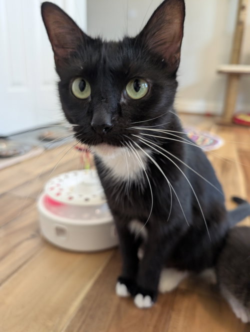 Tessa, Young Domestic Short Hair (short coat), cat for adoption in Herndon, Virginia