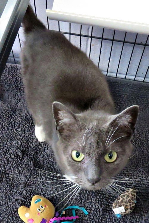 Connie, Adult Domestic Short Hair (short coat), cat for adoption in Herndon, Virginia