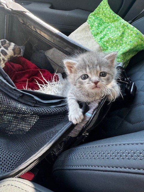 Winnie, an adoptable Domestic Short Hair in Herndon, VA
