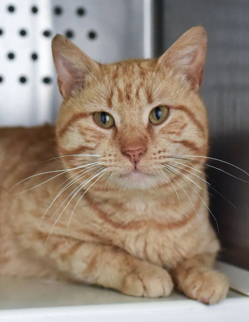 Oriole FeLV+, an adoptable Domestic Short Hair in Herndon, VA