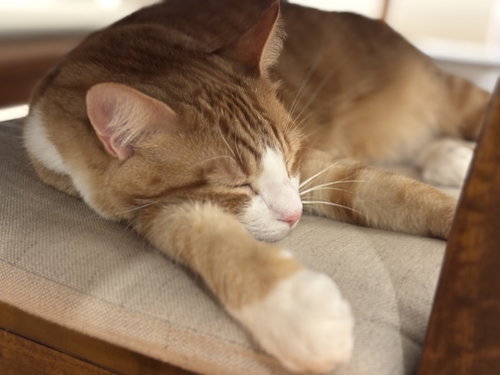 Nolan, an adoptable Domestic Short Hair in Herndon, VA