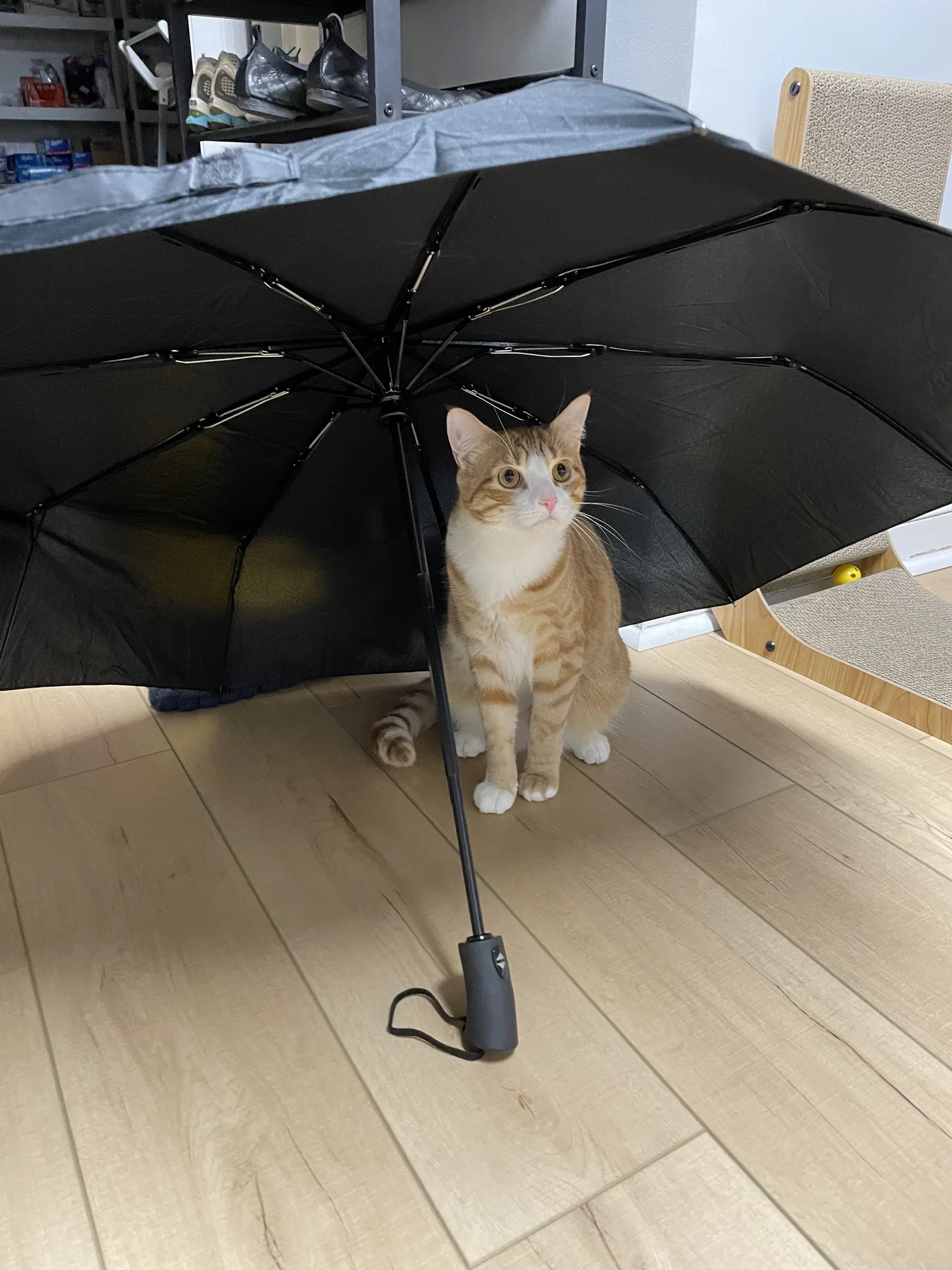 Nolan image 3
