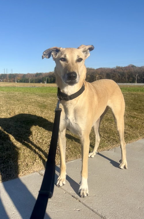 Brownie, an adoptable Unknown breed in Herndon, VA