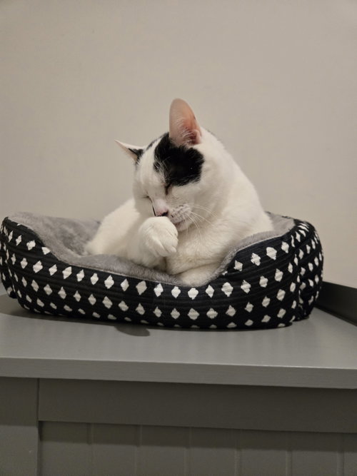 Willow, an adoptable Domestic Short Hair in Herndon, VA