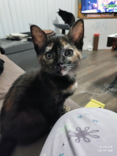 Taboo, an adoptable Domestic Short Hair in Herndon, VA