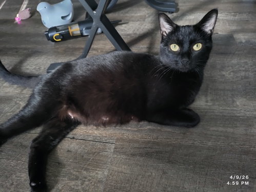 Jenga, an adoptable Domestic Short Hair in Herndon, VA