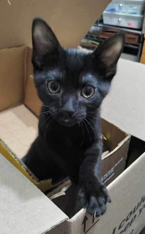 Trouble, an adoptable Domestic Short Hair in Herndon, VA