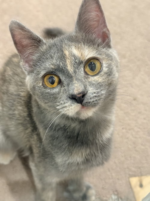 Petunia, an adoptable Domestic Short Hair in Herndon, VA