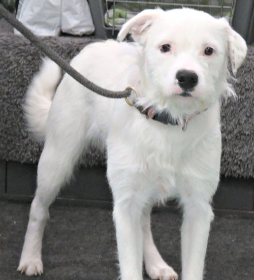 Paintball, an adoptable Terrier in Herndon, VA