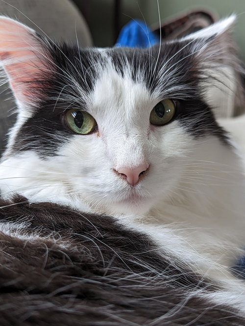 Oreo, an adoptable Maine Coon in Herndon, VA
