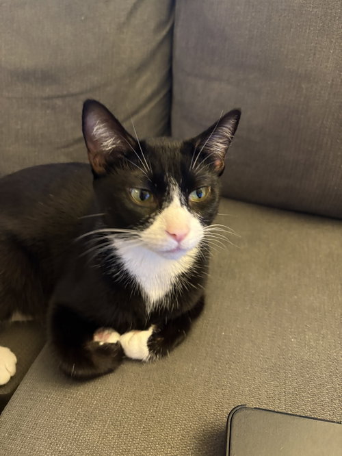 Cypress, an adoptable Domestic Short Hair in Herndon, VA