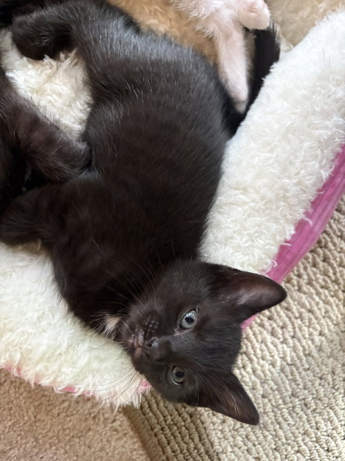 Aspen, an adoptable Domestic Short Hair in Herndon, VA