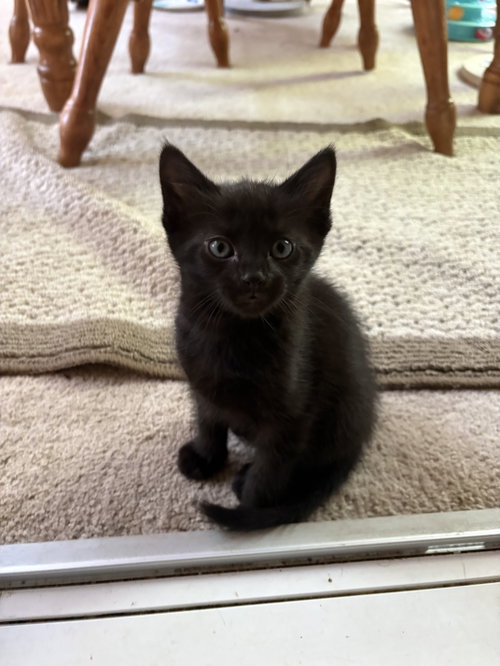 Cedar, an adoptable Domestic Short Hair in Herndon, VA