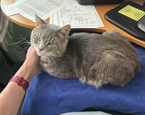 Bootsy (polydactyl)