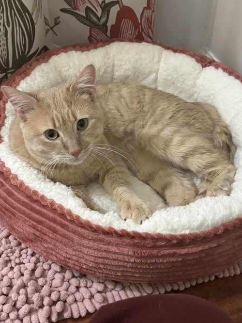 Bernoulli, an adoptable Domestic Short Hair in Herndon, VA