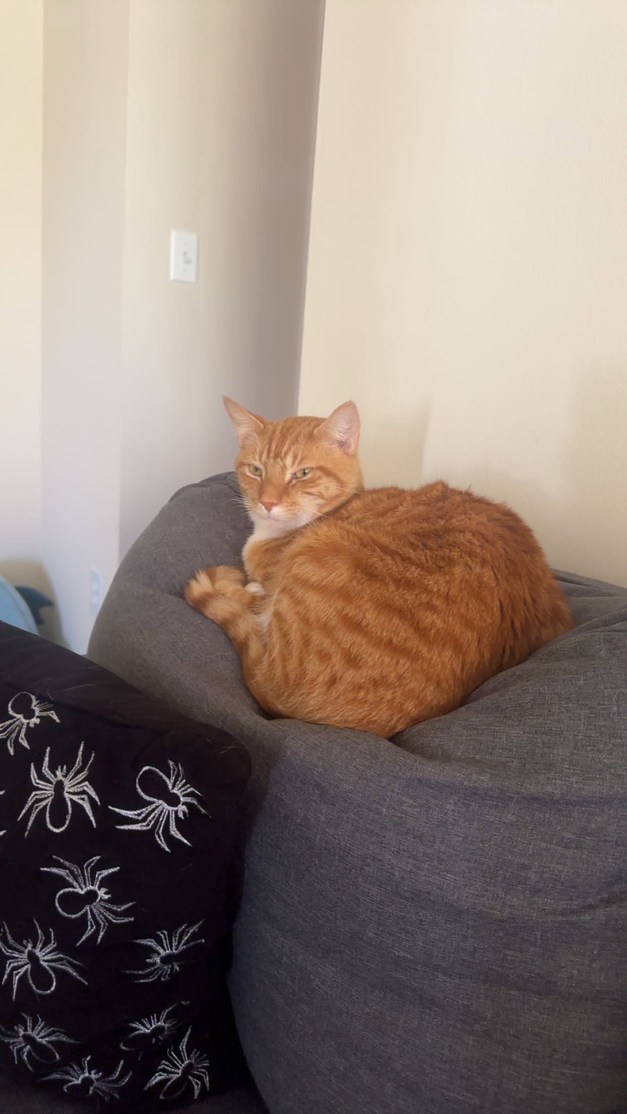 Enzo, cat